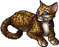 Honeyfern.star