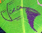 Vidiaautograph