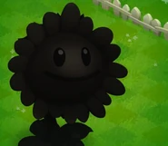 Adv-PreSunflower