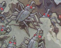 SpiderRoach