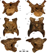 Dahalokely cervical vertebra