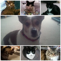 Pets