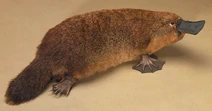 Platypus