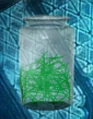 ScurvyGrass.png