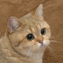Starecat