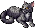 Willowbreeze.star