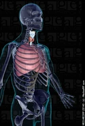 Respiratory