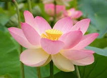 Flower 538756486