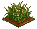 Australian Barley 100.png