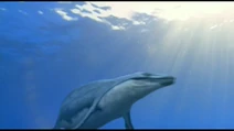 Basilosaurus-1