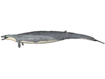 Basilosaurus