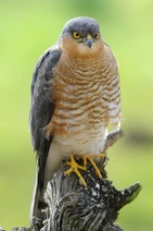 Bird-watching-gallery