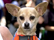 GIDGET