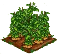 Yam 100.png