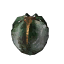 Questionable Mutant Juniper
