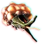Snorker