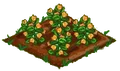 Mesa Queen Flower 66.png