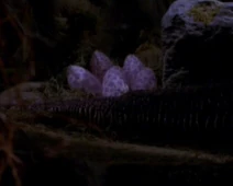 Ghora eggs