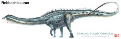 Rebbachisaurid Diplodocoids - Dinopedia