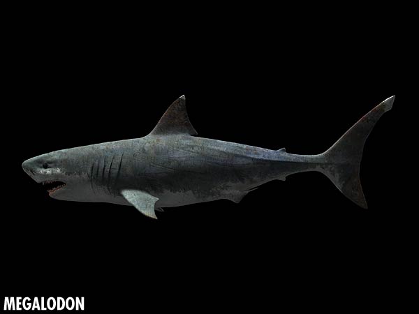 are megalodons dinosaurs