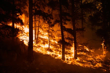 Burning-forest-picture-2-1-.jpg