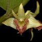 82px-122%2C602%2C0%2C479-Dendrobium_planum_rejang.jpg