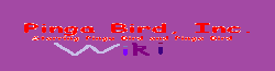 Pinga Bird Wiki