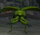 A granite beetle