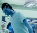 Avatar (species)