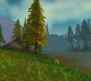 Misty Shore