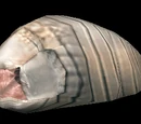 Maggot