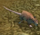Dig Rat