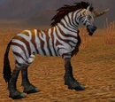 Zhevra Courser