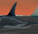 Orca