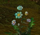 Blindweed