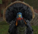 Fjord Turkey