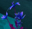 Winter Hyacinth