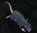 Underbelly Rat