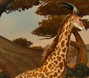 Wandering Barrens Giraffe