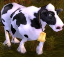 Cow