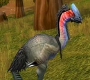 Adult Plainstrider