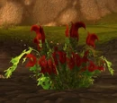 Bloodthistle
