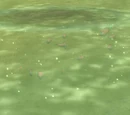 Abundant Firefin Snapper School