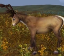 Caribou