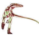 Alwalkeria