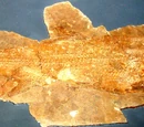 Andreolepis hedei