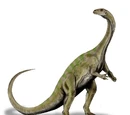 Massospondylus