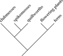 Cladogram