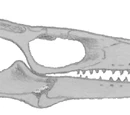 Aigialosauridae