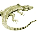 Archaeothyris